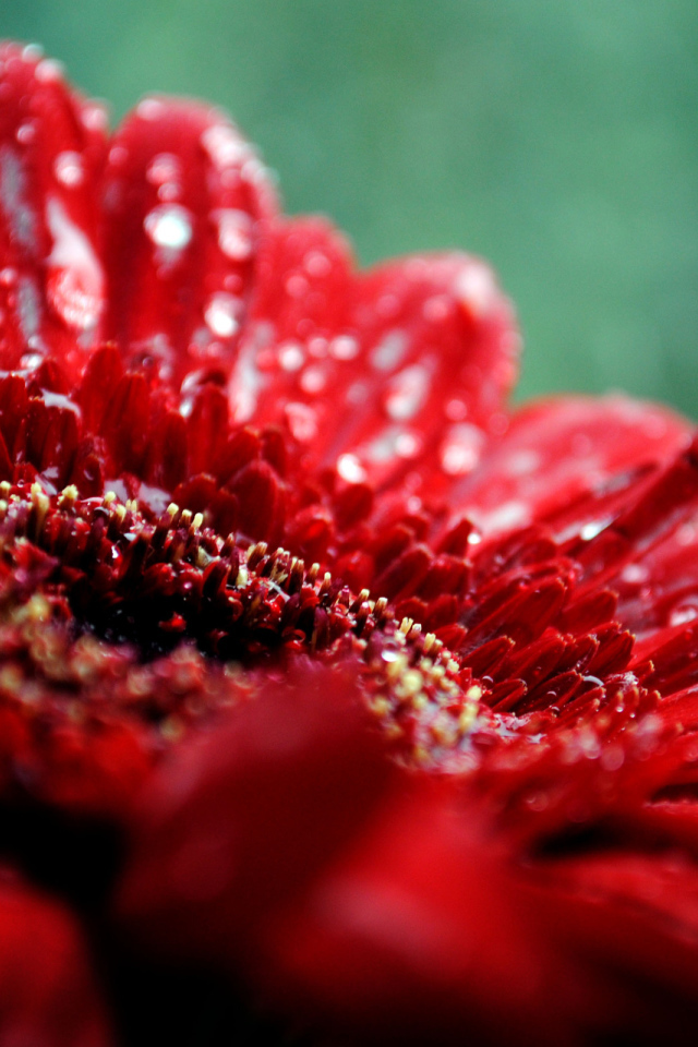 макро Гербера