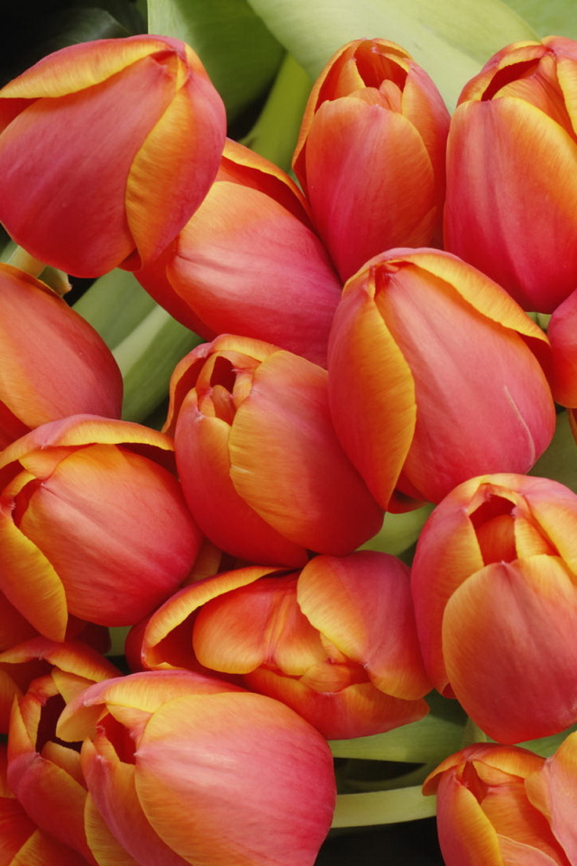 Красные тюльпаны