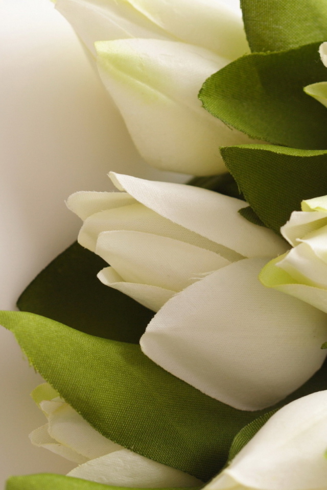 Белые тюльпаны