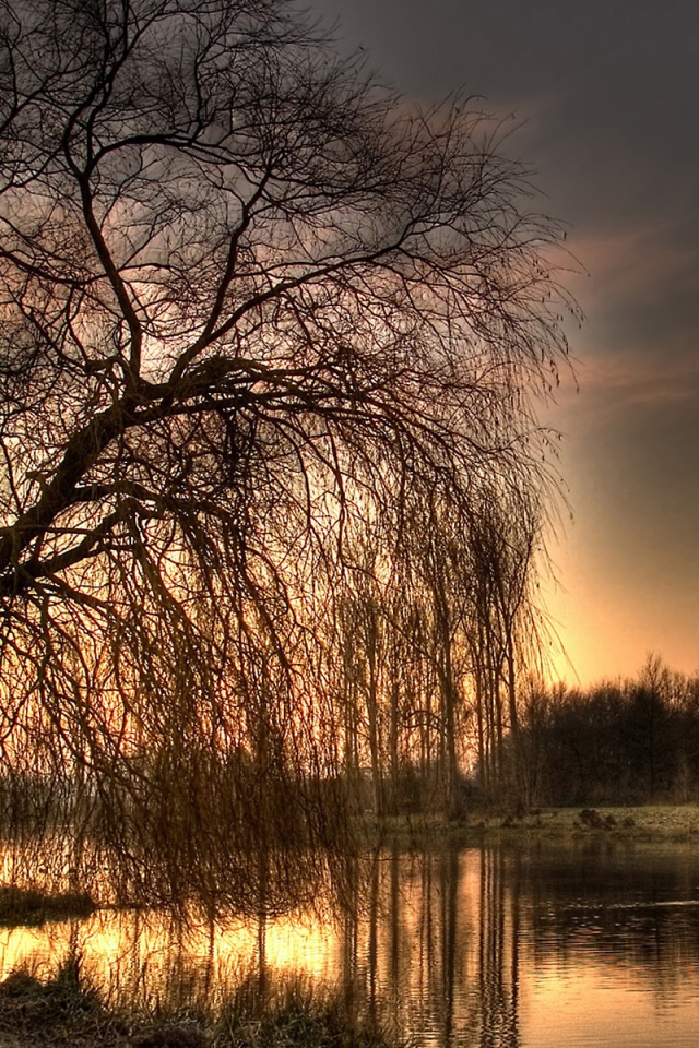 Осеннее дерево у реки