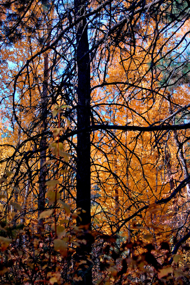 Осенние деревья