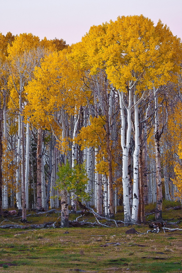 Березовый лес