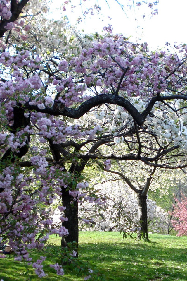 Цветущий сад