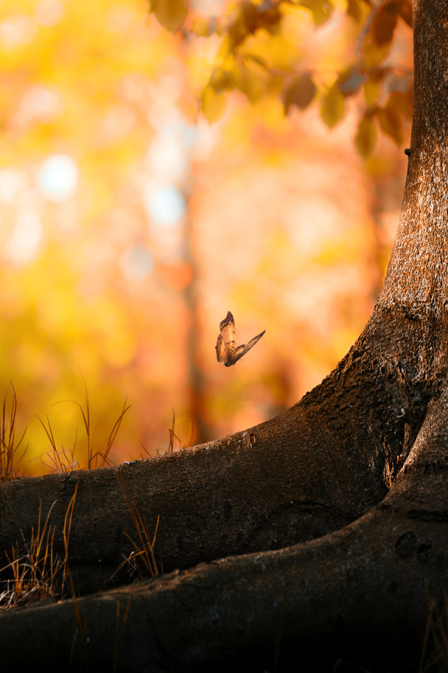 Бабочка около дерева