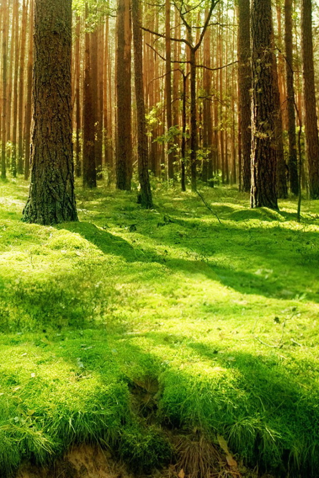 Хвойный лес