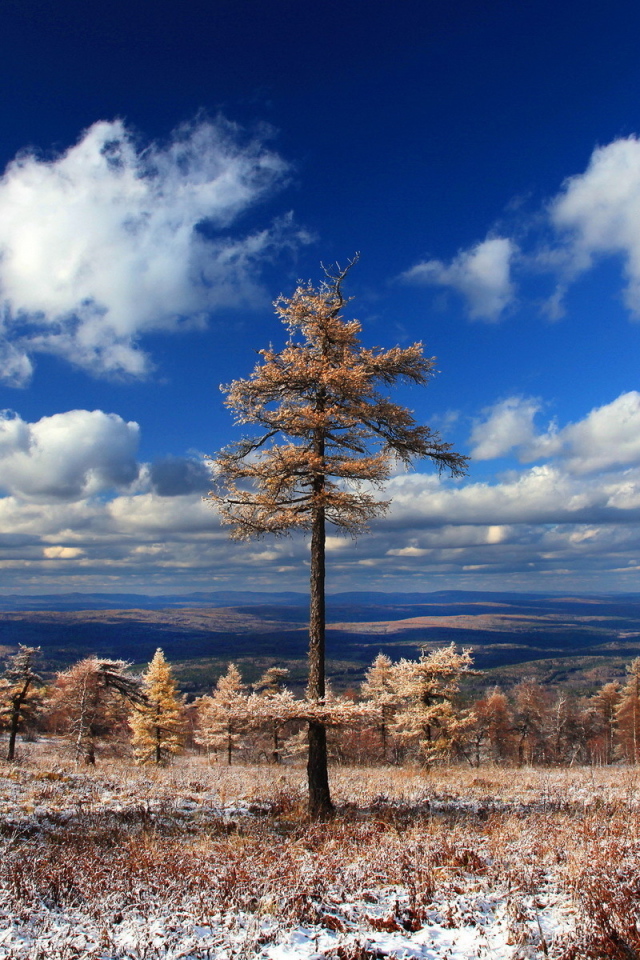 Хвойный лес