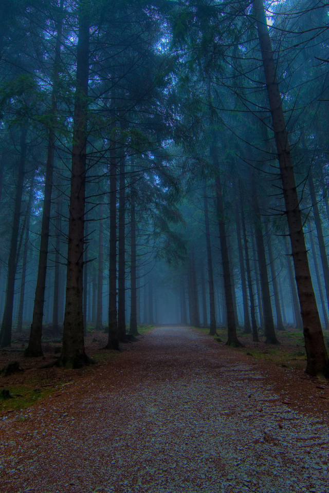 Хвойный лес