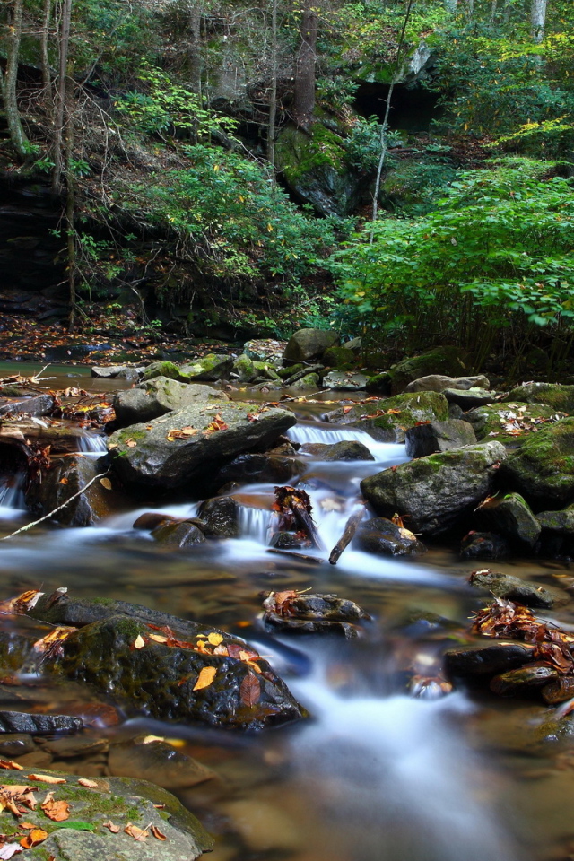Ручей в чаще леса