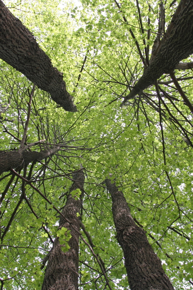 Кроны деревьев