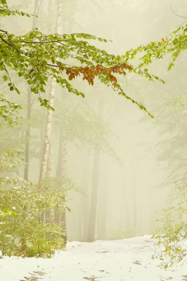 Ранний снег