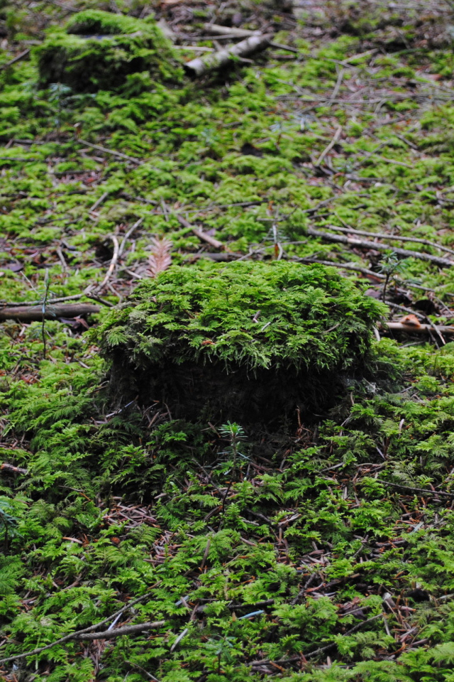 Лесной покров