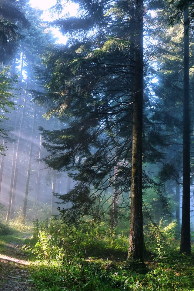 Лесная дорожка