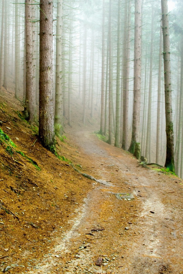 В сосновом лесу