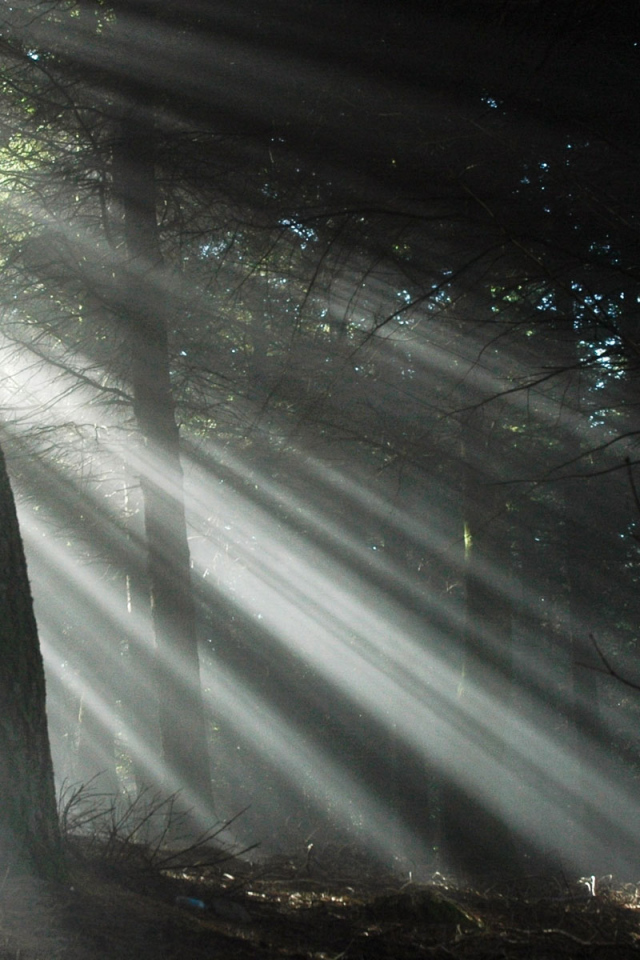 Свет через деревья