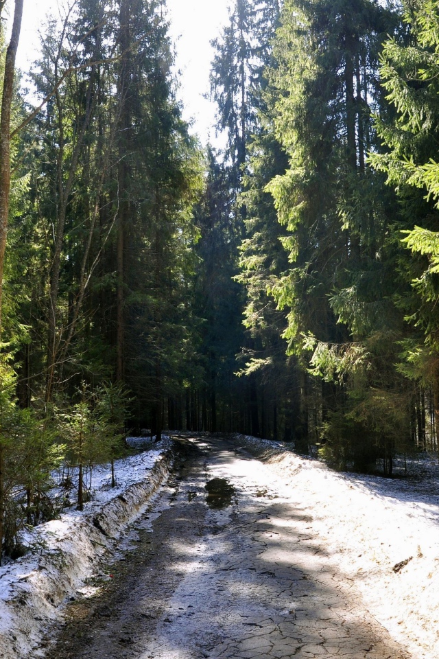 Мартовский лес