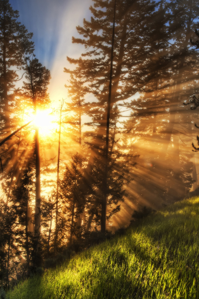 Утренний лес