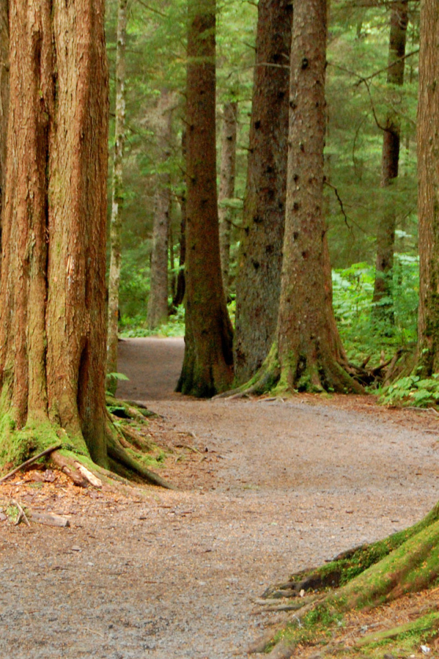 Национальный Лес