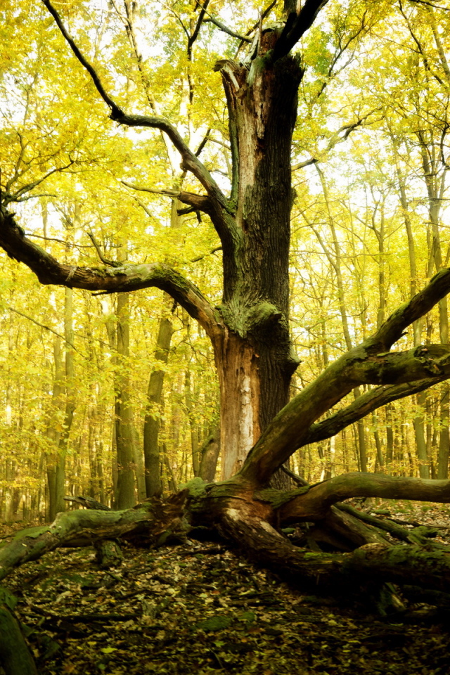 Старое дерево