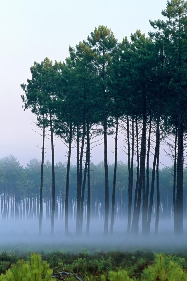 Сосны среди тумана