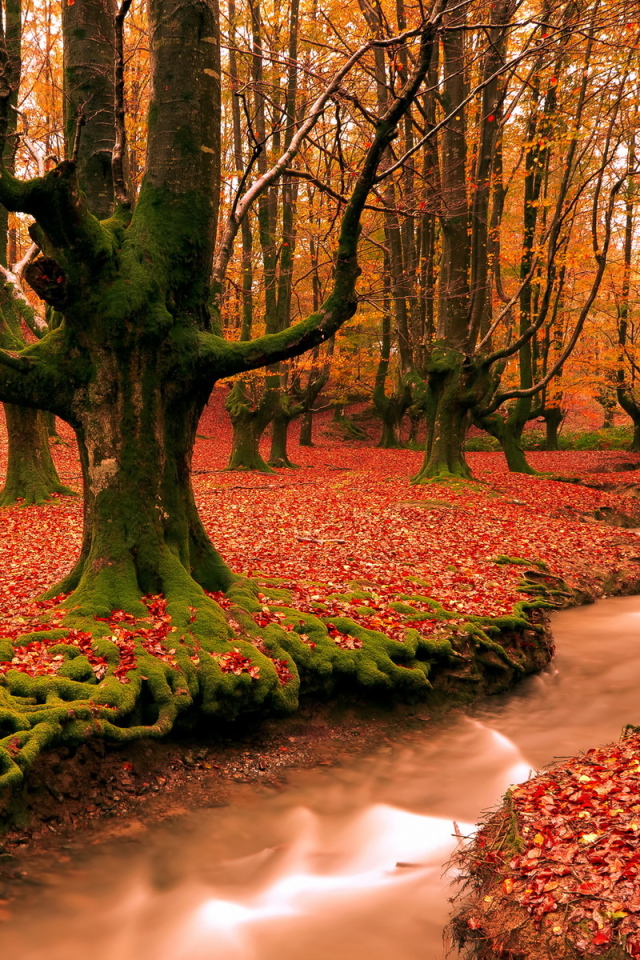 Красный лес