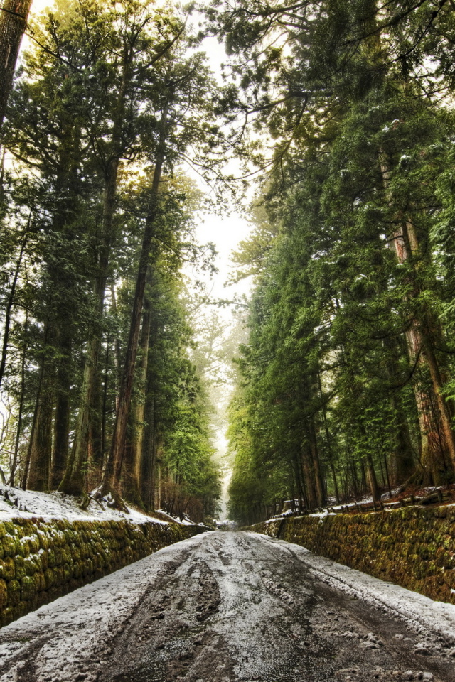 Дорога в лесу