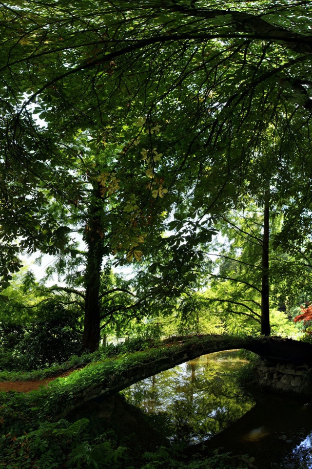 Лето Отдых в лесу