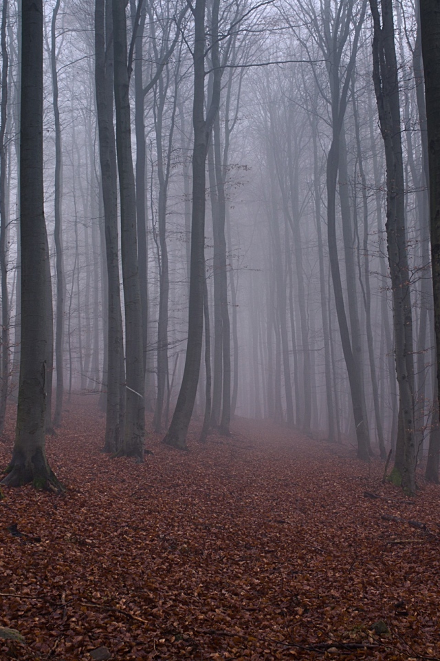 Опавшие листья