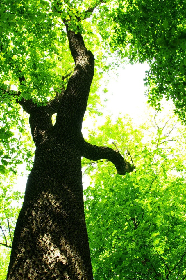 Царство зелени