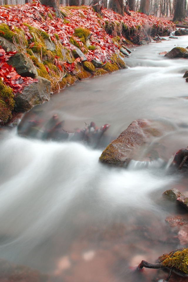 Лесная река