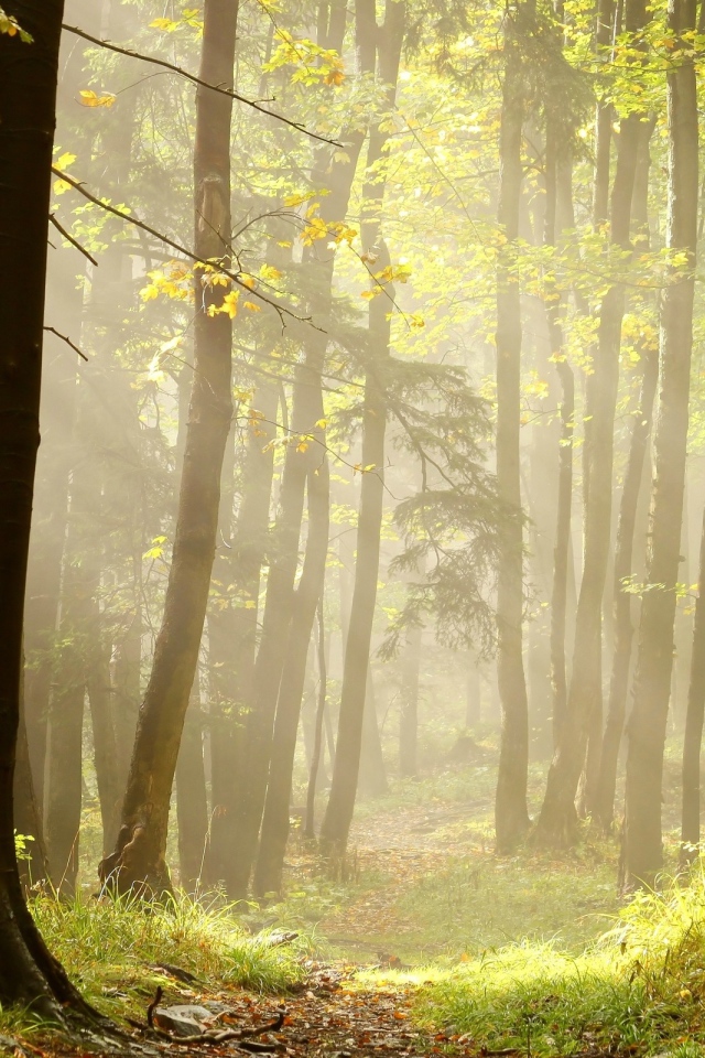 Тропа в лучах солнца