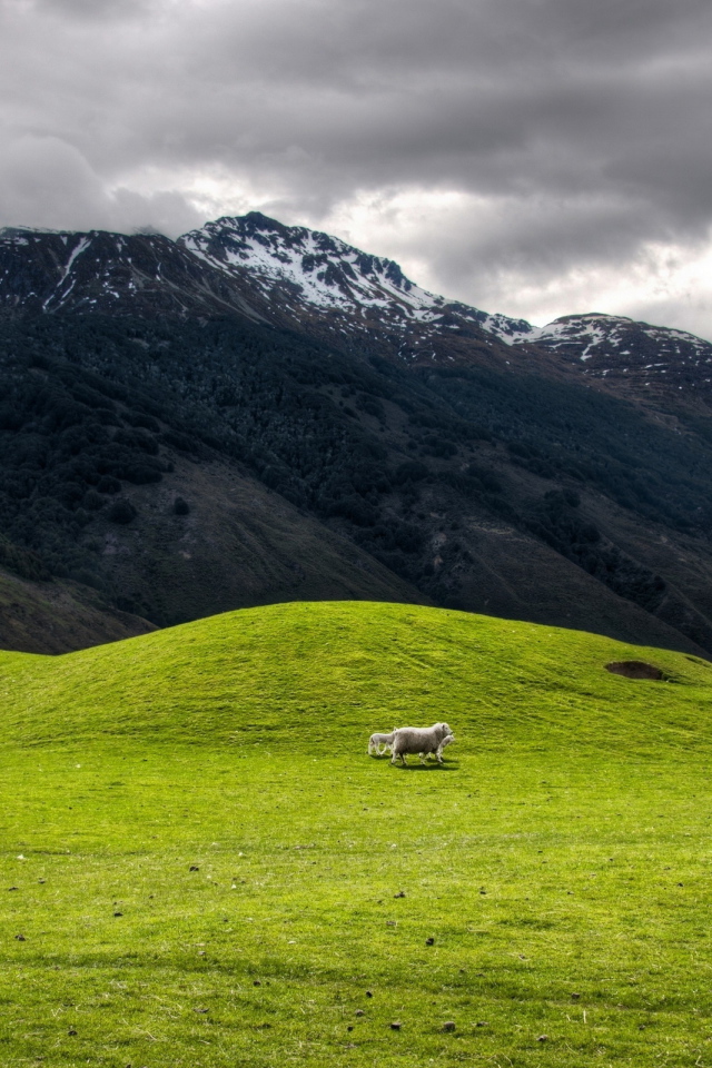 Высокогорное пастбище