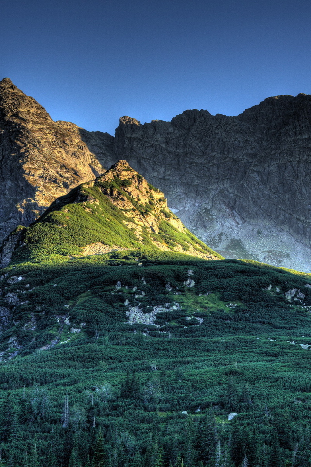 Лес в горах