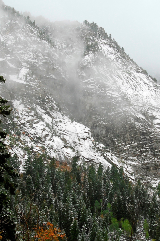 Лес на горных склонах
