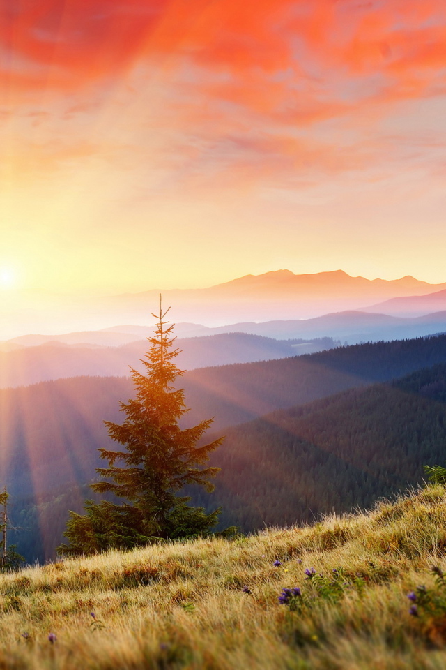 Горы покрытые лесом