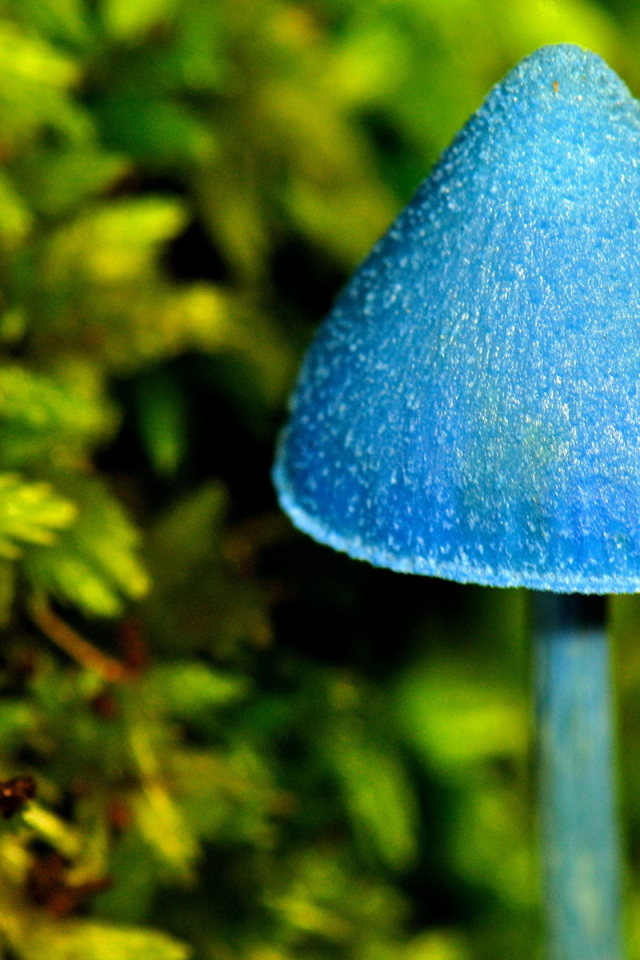 Синий грибочек