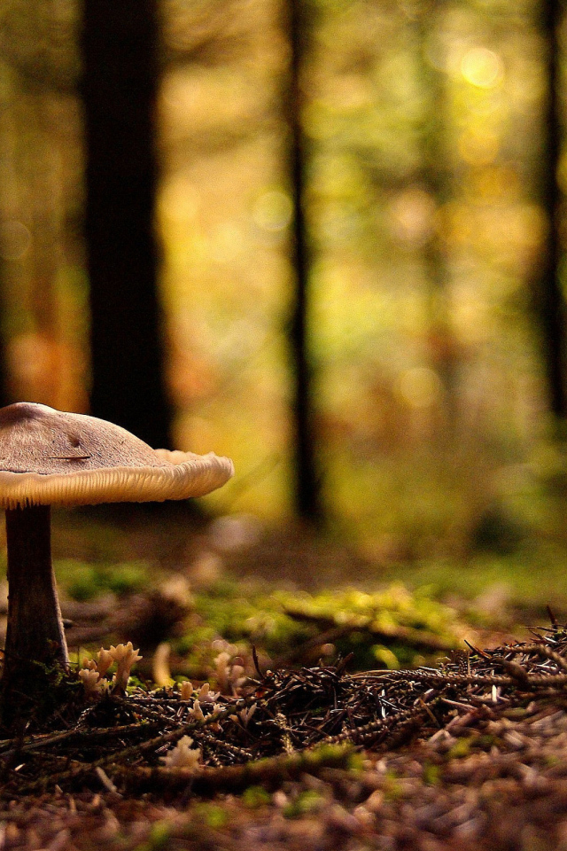 Лесная поганка