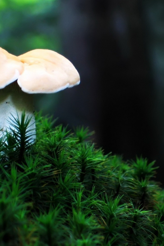 Одинокий гриб