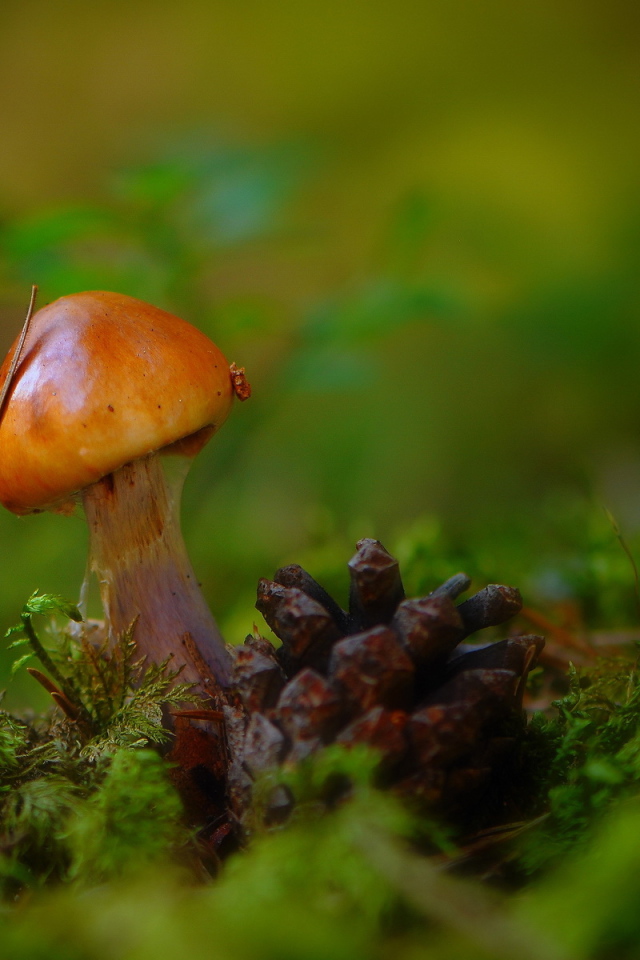 Гриб и шишка