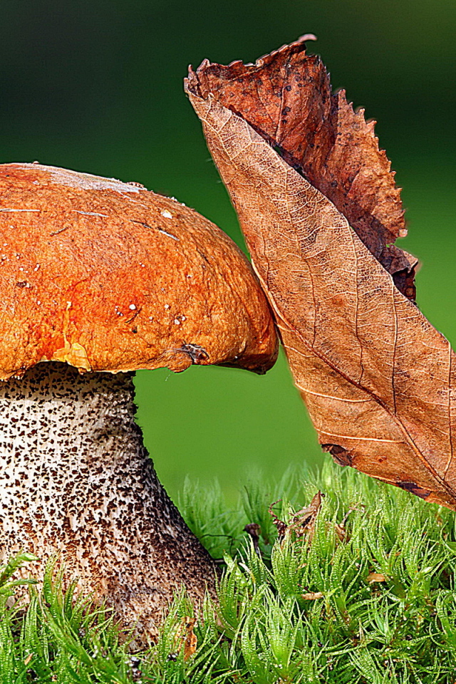 Подосиновик