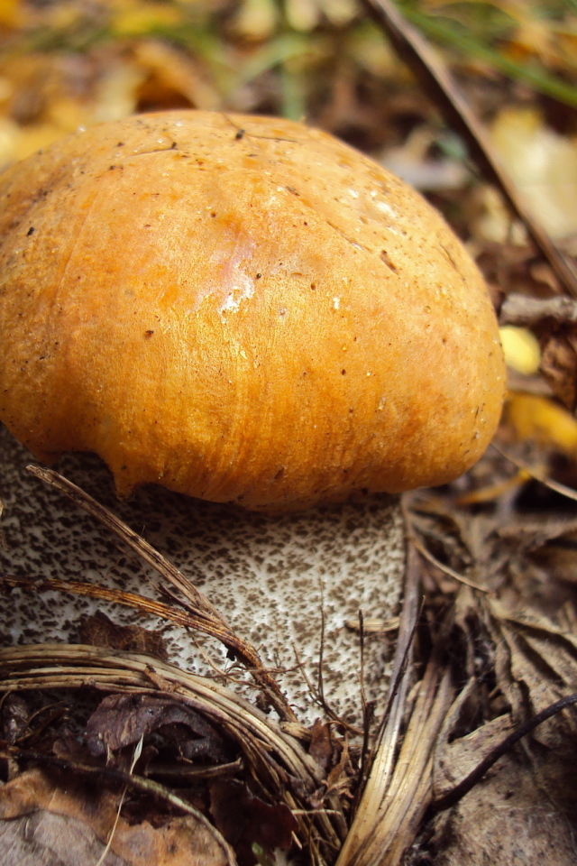 Подосиновик