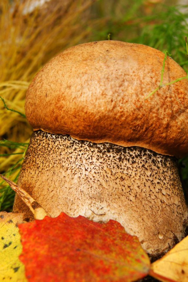 Plump mushroom