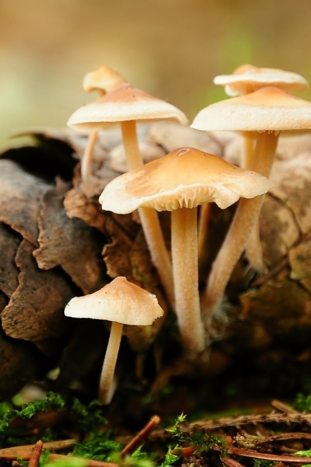 Опята на шишке