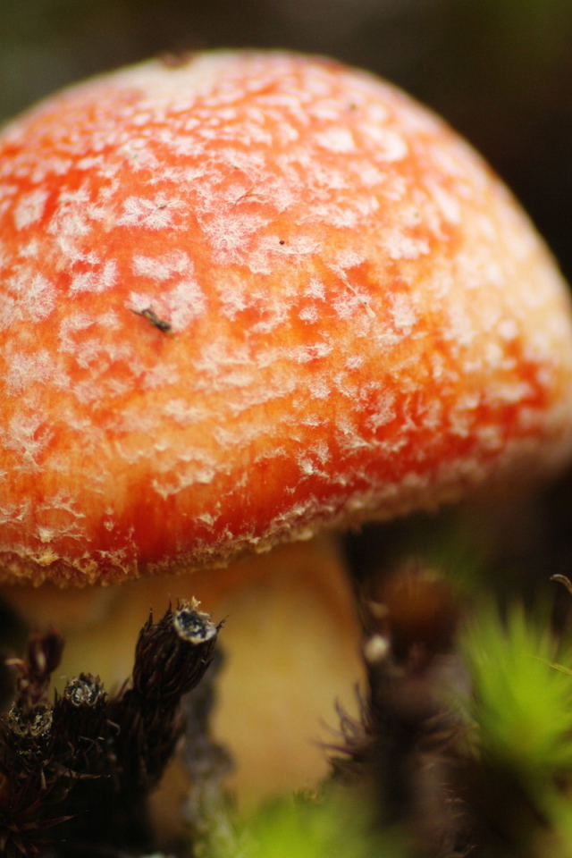 Маленький мухомор