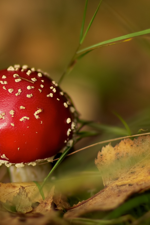 Маленький мухомор