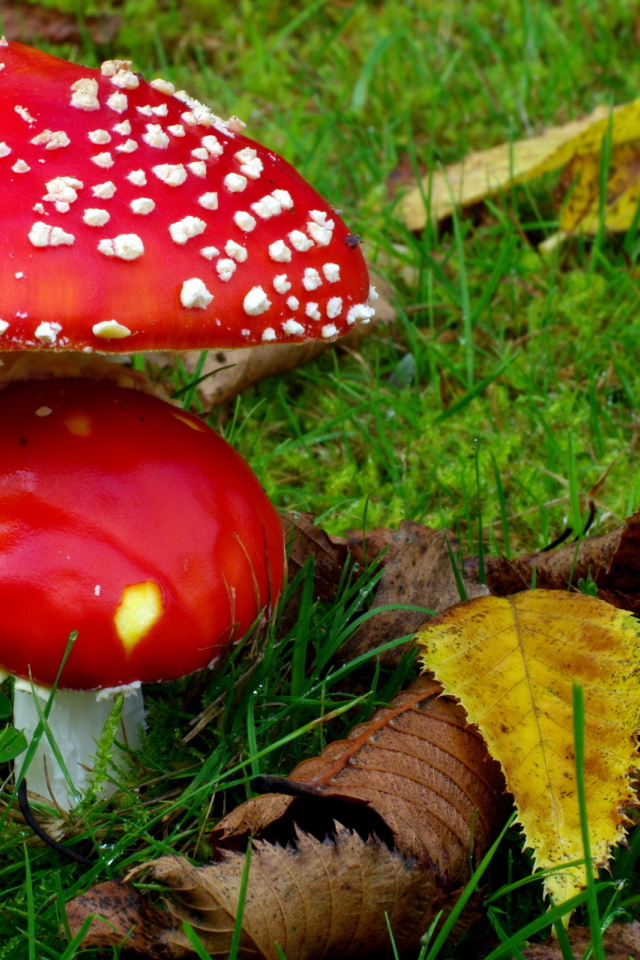 Два мухамора