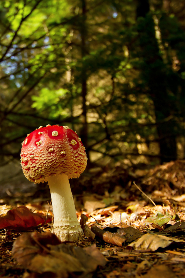 Молодой мухомор