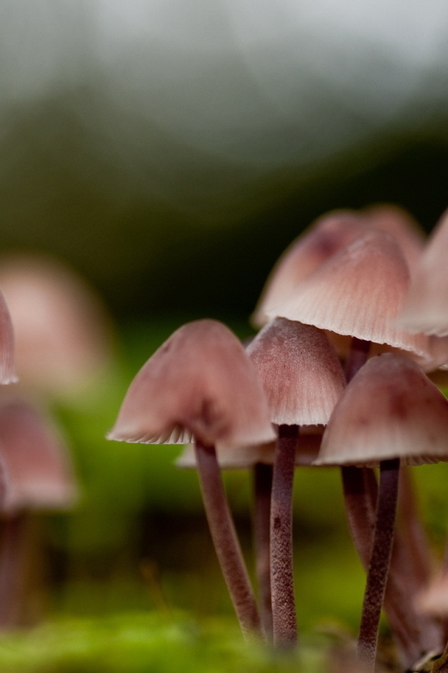 грибница Поганок