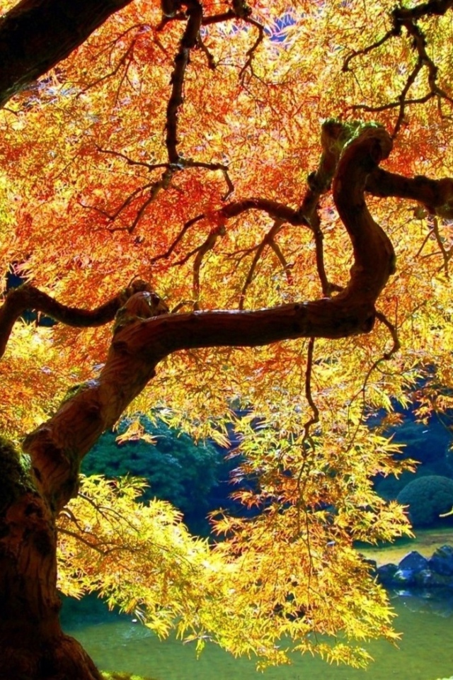 Осеннее дерево