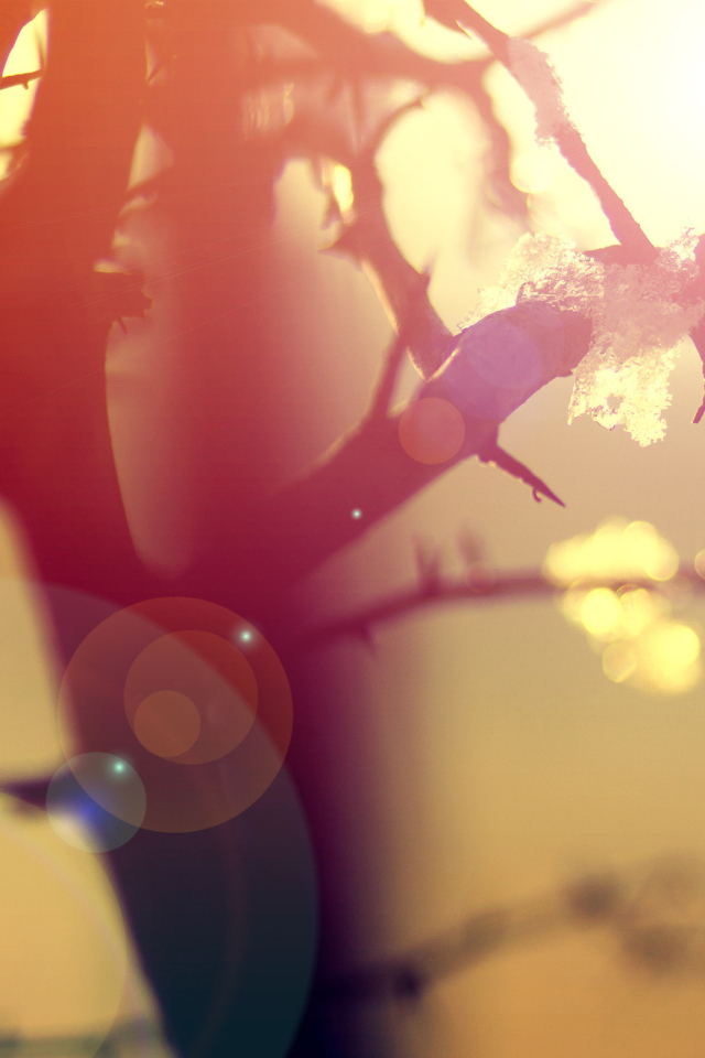 Ветки в бликах солнца