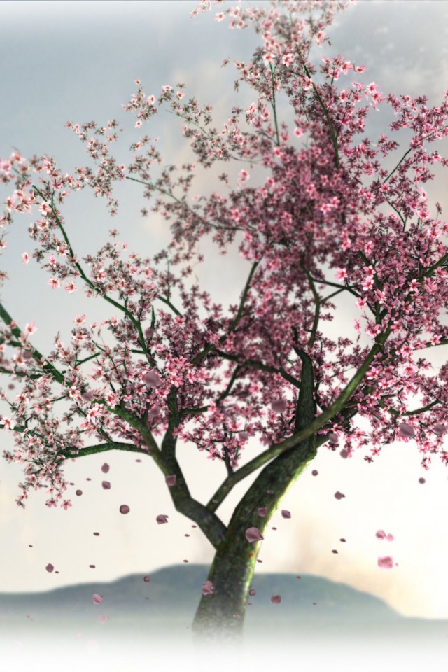 Цветущая сакура